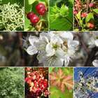 Haie d'arbustes gourmands - 10 plants